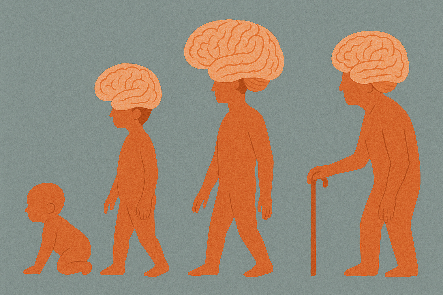 人間の成長過程