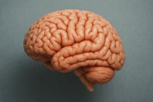 考える・覚える・感じる——不思議な“脳”のチカラを知ろう